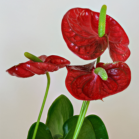 Anthurium