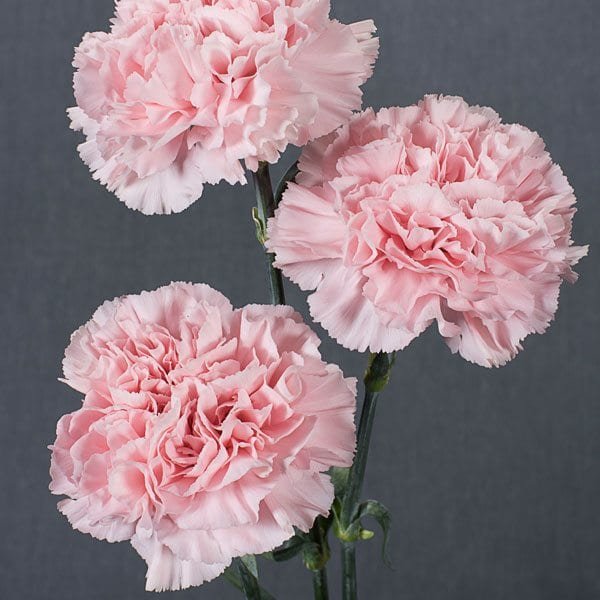 Carnation