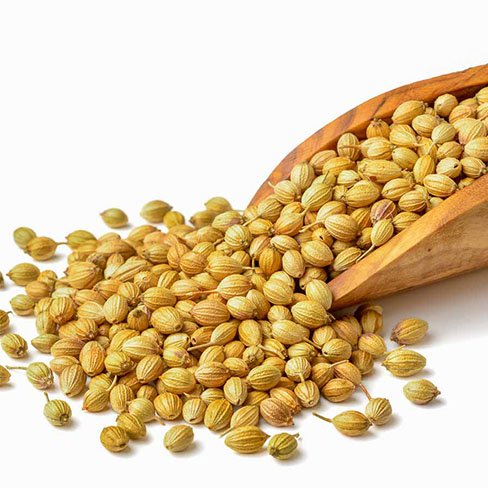 Coriander