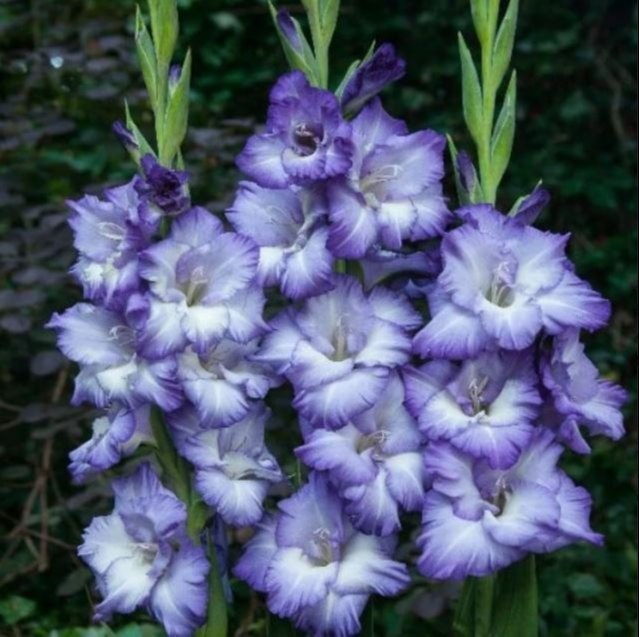 Gladiolus