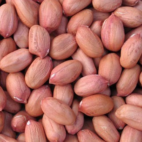 Groundnut