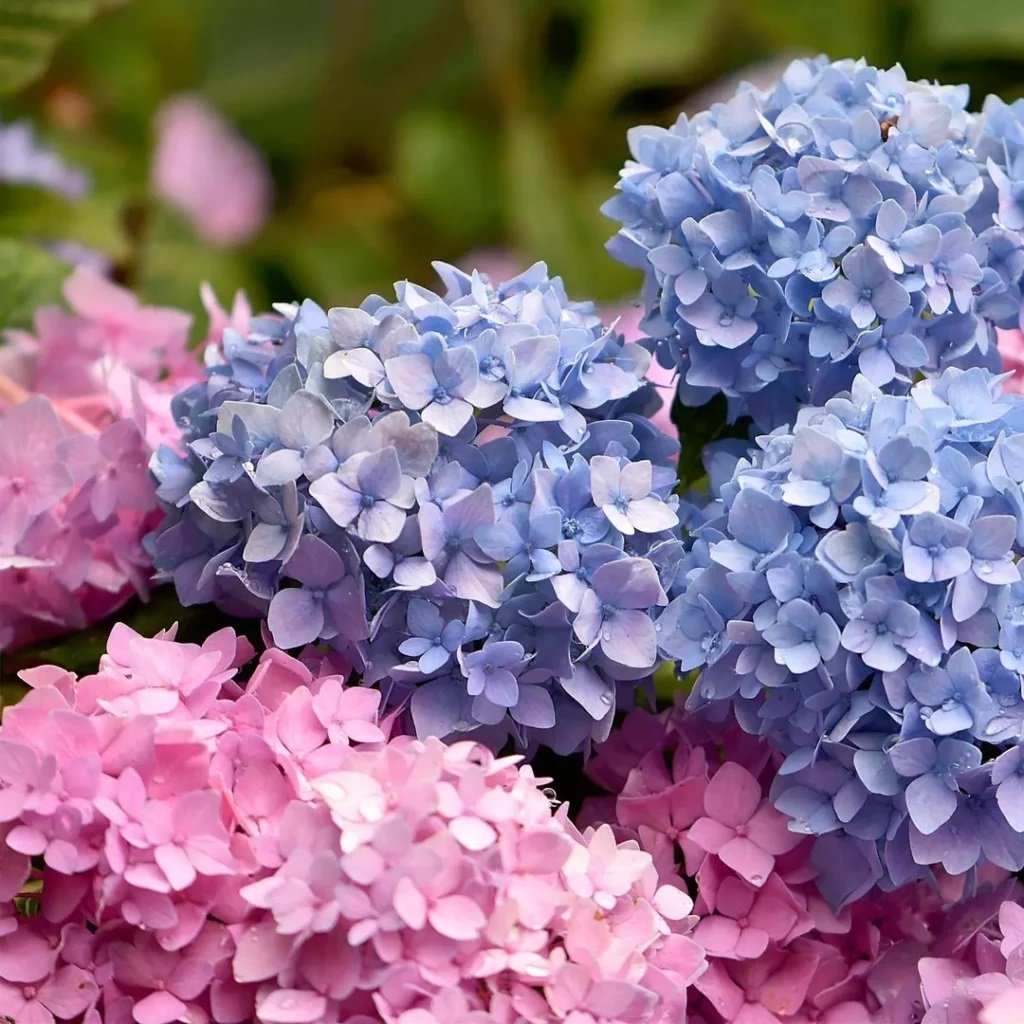 Hydrangea