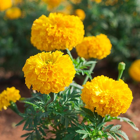 Marigold