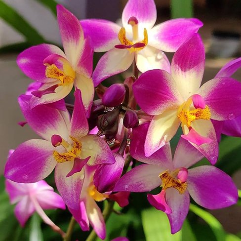 Orchid