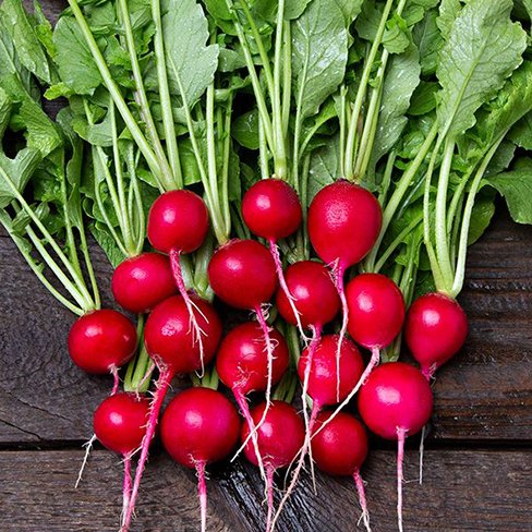 Radish