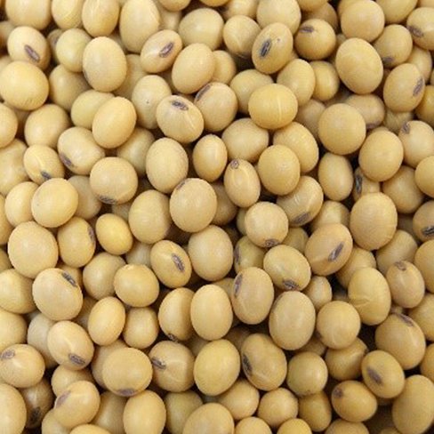 Soya bean