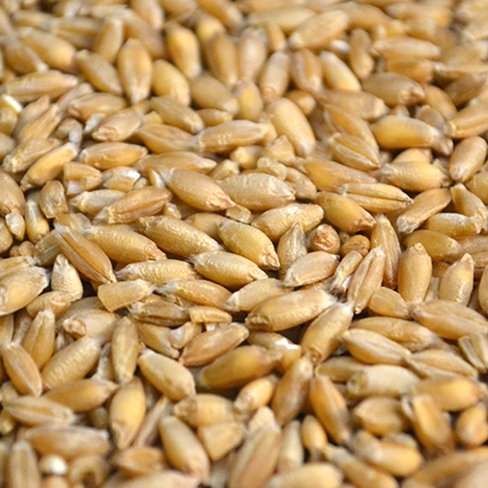 Triticale