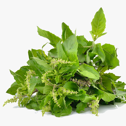 Tulasi